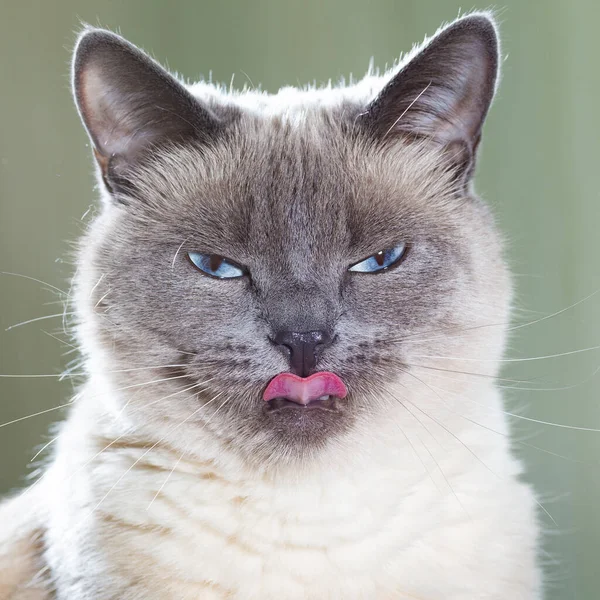 Porträt einer thailändischen Katze mit blauen Augen und ausdrucksstarken Augen. — Stockfoto