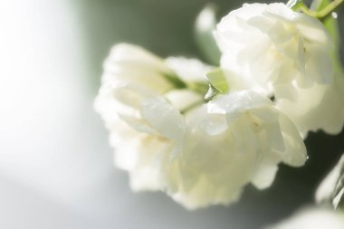 Su damlalarıyla yağmurdan sonra beyaz yasemin çiçeği.