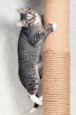 Çizgili bir köpek yavrusu oltaya tırmanır. Kediler için özel kazı kazan postası