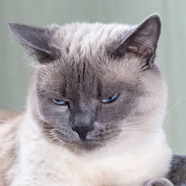 Retrato de un gato tailandés con ojos azules y ojos expresivos. — Foto de Stock