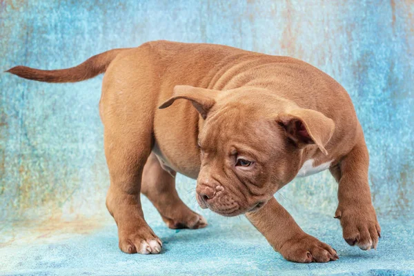 Cachorro Bravucón Americano Marrón Para Huele Primer Plano Fondo Azul — Foto de Stock