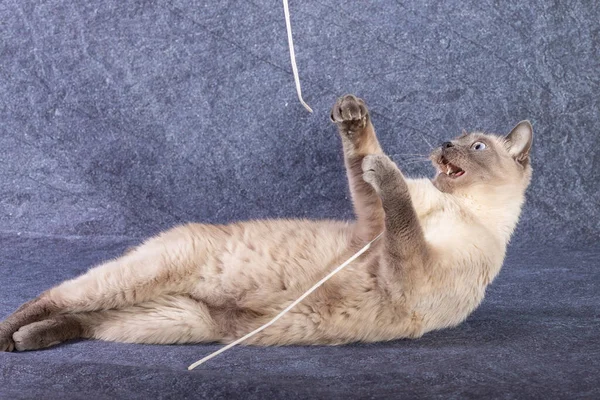 O gato brilhante da raça tailandesa joga com uma vara de papel. — Fotografia de Stock