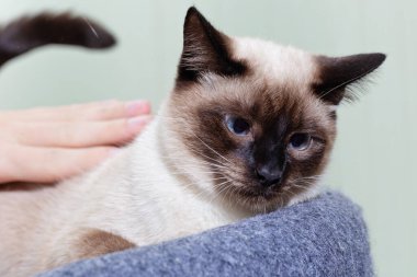 Bir adamın eli Taylandlı bir kediyi okşar..