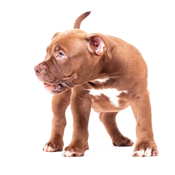 Um cachorro valentão americano marrom fica calmamente e olha para longe — Fotografia de Stock