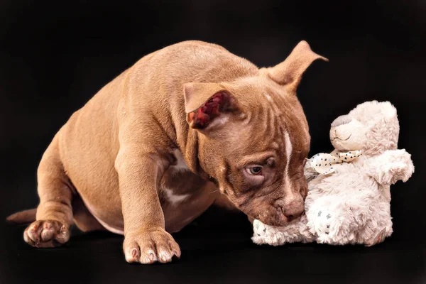 Un cachorro bravucón americano marrón con orejas sin cortar está jugando con un juguete suave. — Foto de Stock