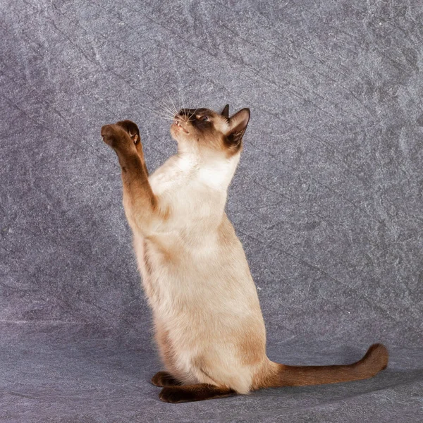 Thailändische Katze sitzt lustig auf Hinterbeinen. — Stockfoto