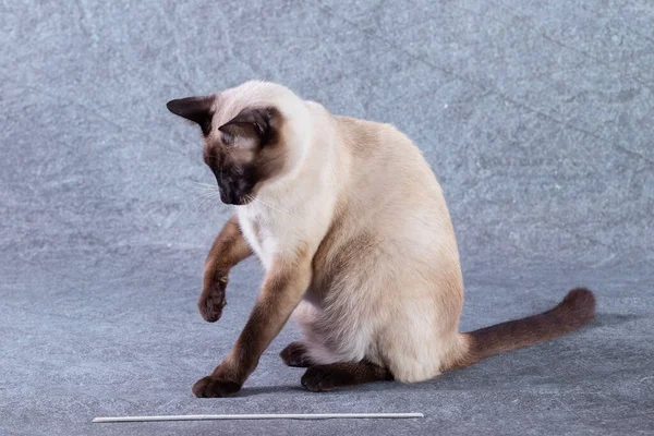 Thaise kat zit grappig op achterpoten. Stockfoto
