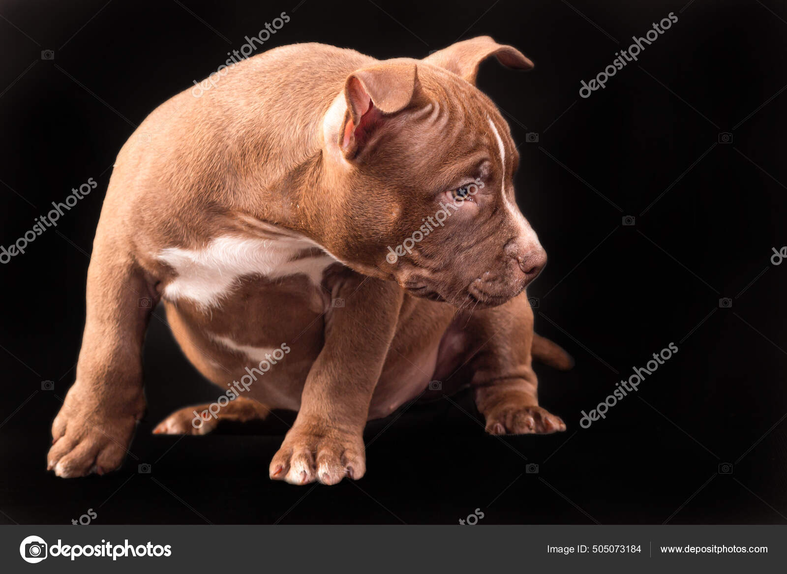 A brown American bully puppy with uncut ears. Stock Photo by