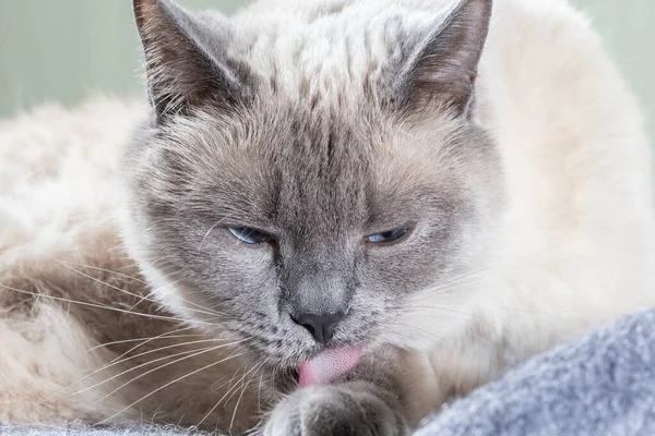 Porträt einer thailändischen Katze, sie wäscht ihre Vorderpfote und streckt ihre rosa Zunge aus — Stockfoto