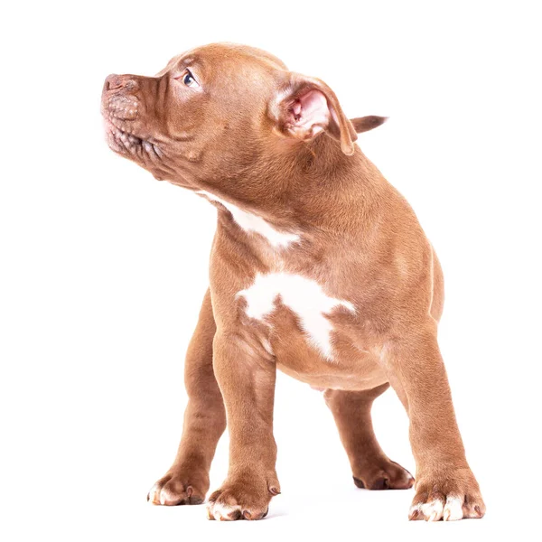 Kahverengi bir Amerikalı zorba köpek yavrusu sakince durur ve yüzünü çevirir. — Stok fotoğraf