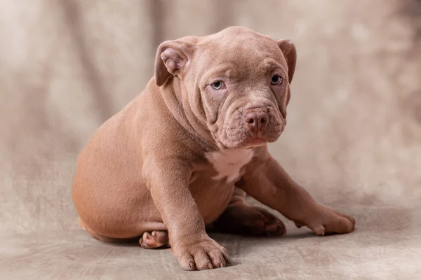 Um triste cachorrinho valentão americano marrom senta-se ao seu lado. — Fotografia de Stock