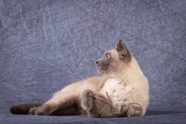 Un chat siamois thaïlandais ment et joue avec une boule de fil. — Photo