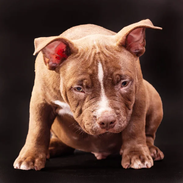 Cachorro Bravucón Americano Marrón Con Orejas Sin Cortar Primer Plano —  Fotos de Stock