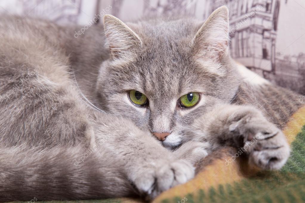 Eismond Depositphotos_91776490-stock-photo-the-gray-cat-with-green