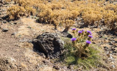Dikenli filetovy çiçek kuru yaklaşık çöl bölgesinde