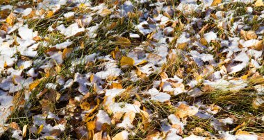 Bir çim üzerinde ilk kar