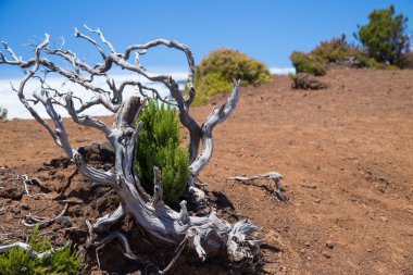 fancifully küçük kurumuş ağaç eğimli