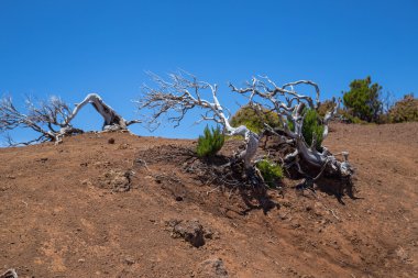 Çöl yeryüzünde kuru bükülmüş ağaçlar