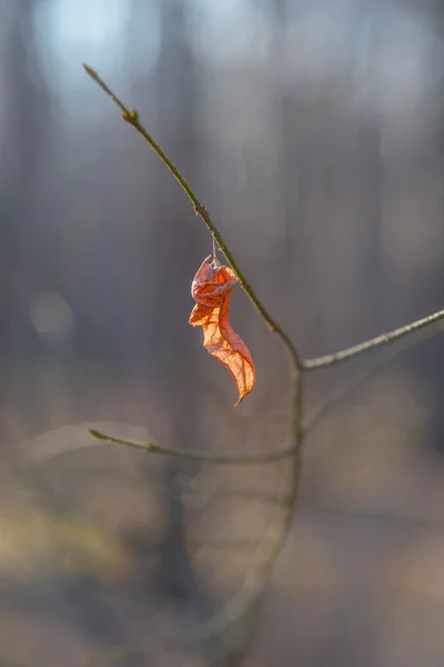 Feuille rouge d'automne sur une branche nue dans le bois — Photo