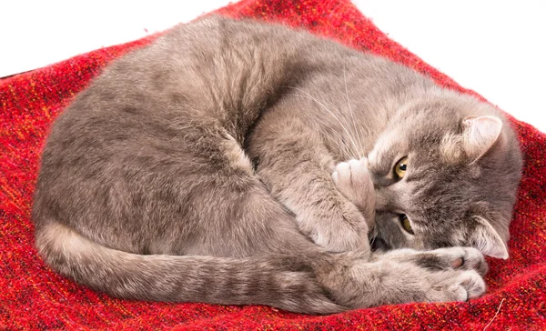 Gri kedi kıvrılmış ve bir burun bir pençe kapalı