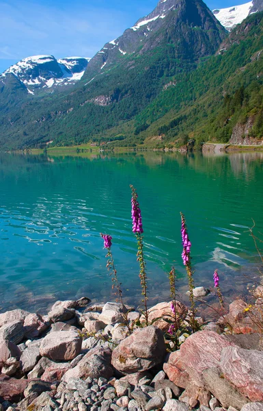 Flores brilhantes na costa pedregosa do lago de montanha na Noruega — Fotografia de Stock