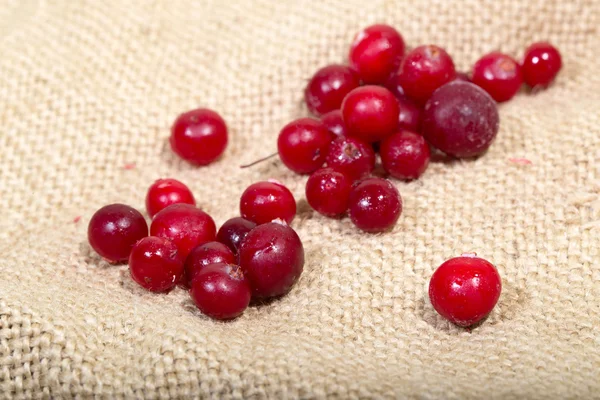 Zerstreuung der gefrorenen Preiselbeeren auf einem Sack — Stockfoto