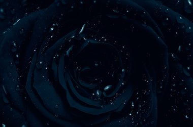 Su damlaları karanlık gül yaprakları üzerinde orta