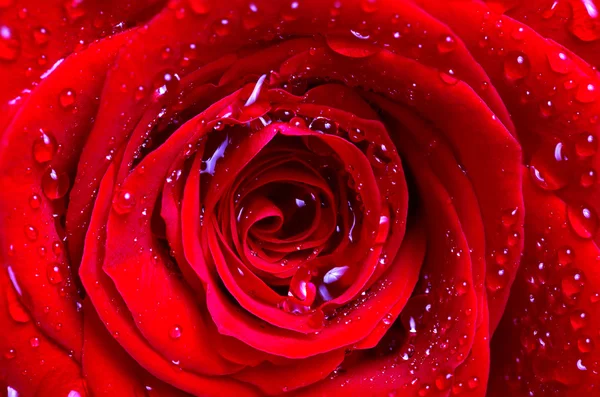 El medio de una rosa roja con gotas de agua sobre pétalos —  Fotos de Stock