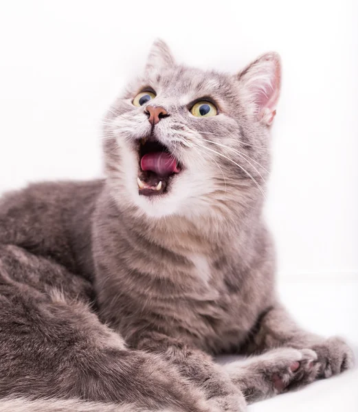 O gato cinza boceja, tendo aberto largamente uma boca e olha para cima — Fotografia de Stock