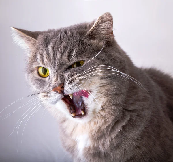 Rozzlobený šedá kočka se zelenýma očima široce otevřela ústa, ukazovat — Stock fotografie