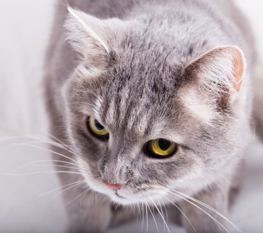 Kedi eğimli baş ve bir göz ile aşağıdan yukarı gri.