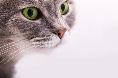 Yeşil gözlü bir gri kedi ihale görünümünü