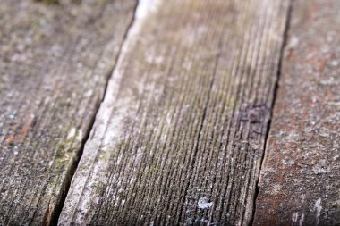 Eski gri kurulları ile liken bir arka plan