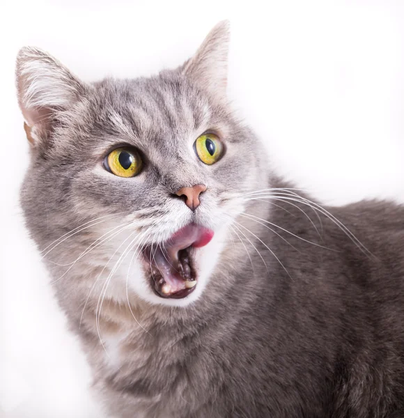 Bir kedi kim geri döndü ve dudaklarını yalıyor başkanı
