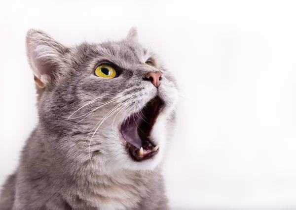 Gri Başkanı ararken, mewing ve yaygın olarak op olan kedi