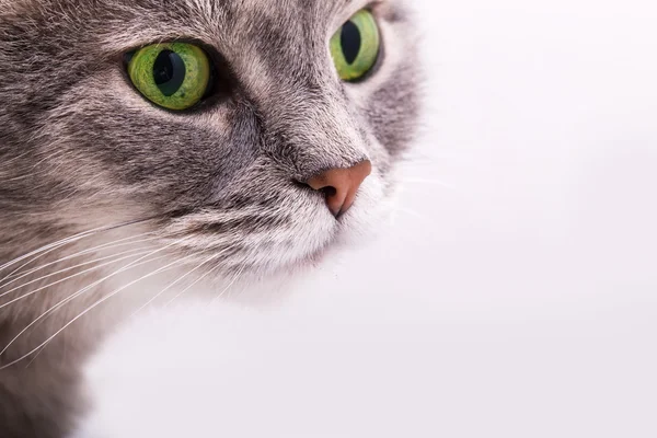 Yeşil gözlü bir gri kedi ihale görünümünü