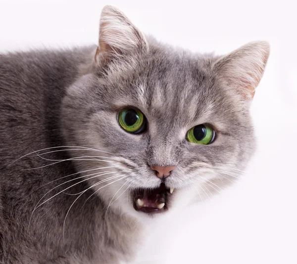 Chefen för en grå katt med något öppnade munnen — Stockfoto