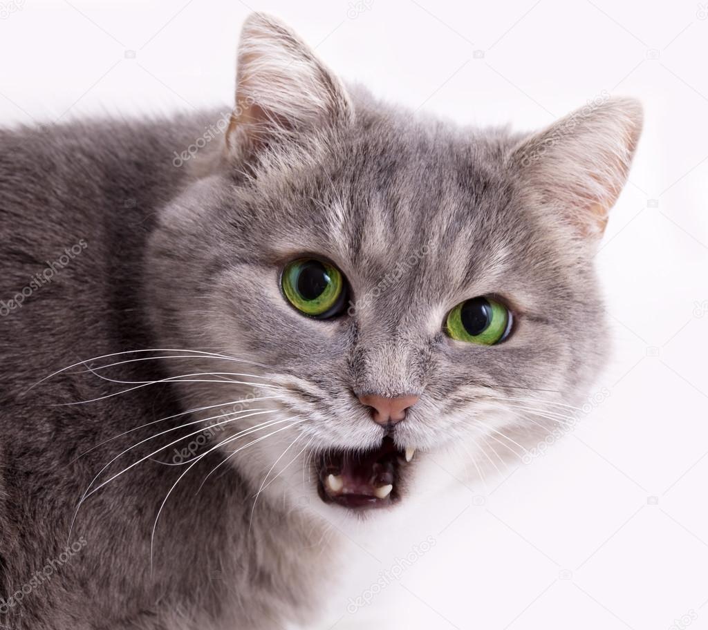 The head of a gray cat with the slightly opened mouth