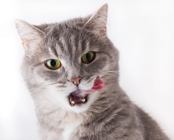 Kedi yalama dudaklar başkanı gri