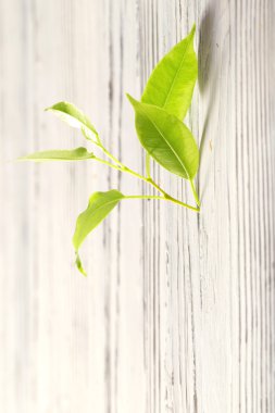 bir boşlukta bir çit ile genç Fideler büyür