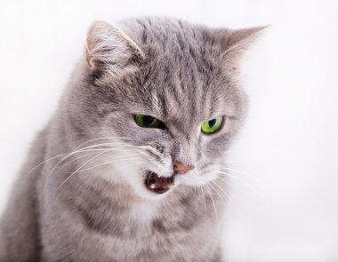 Kızgın Gri kedi yeşil gözlü, th gözünü kırptın görünüyor