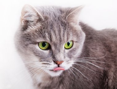Gri kedi yeşil gözleri ve yerine-out dil başkanı 