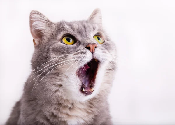 Gri kedi arar, mewing ve yaygın bir ağzı açıldı olması