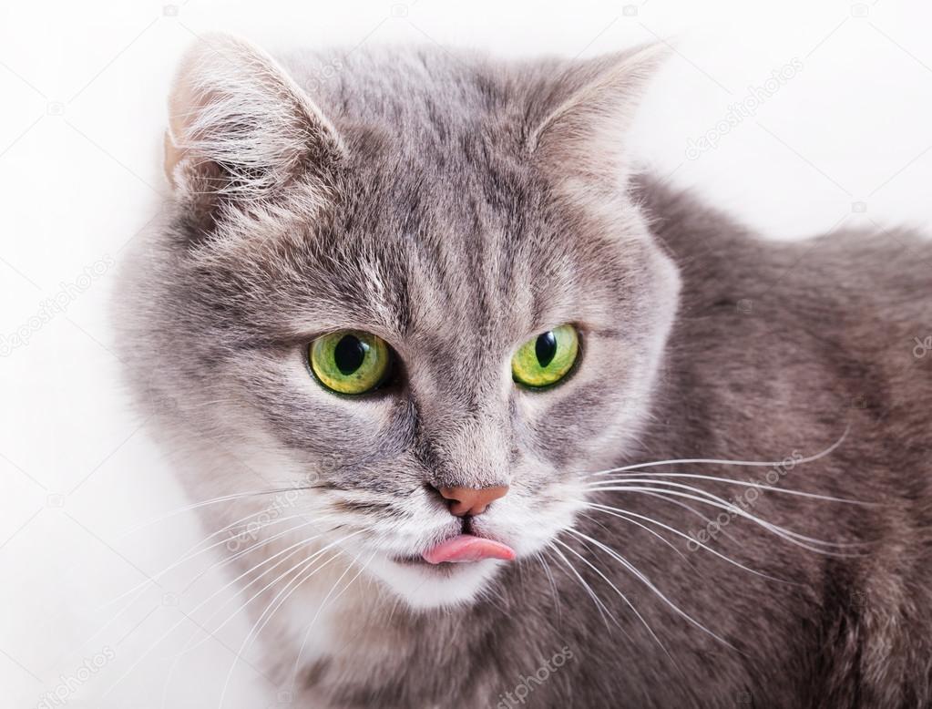Chat Gris Yeux Verts Gallery Chat Gris Yeux Verts Gallery