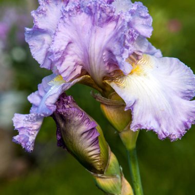 İris Bahçesi Çiçeği Bud