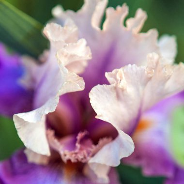 İris Bahçesi Çiçeği Bud