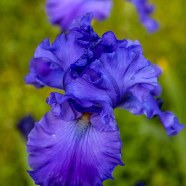 İris Bahçesi Çiçeği Bud