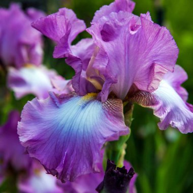 İris Bahçesi Çiçeği Bud