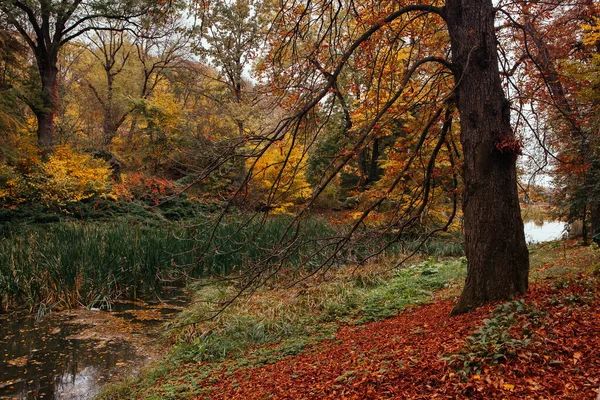 Podzimní Den Národním Dendrologickém Parku Sofijivka — Stock fotografie