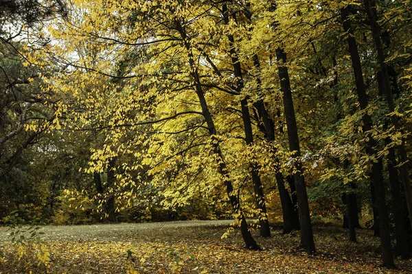 Podzimní Den Národním Dendrologickém Parku Sofijivka — Stock fotografie